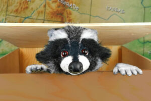 Rocky Waschbär - Der Apfelkuchendieb (ab 4 Jahren)