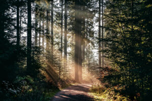 Waldbaden