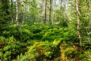 Natur erleben und schützen – unterwegs im Würzbacher Moor