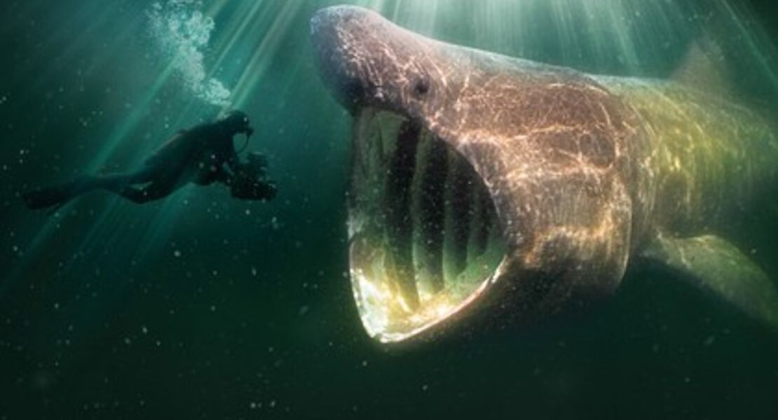 die-wilde-nordsee-natur-die-sich-nicht-zahmen-lasst