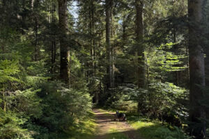 Flurputzete Seewald - Umwelthelden gesucht