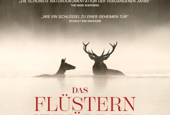 das-flustern-der-walder